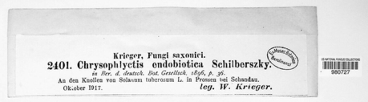 Synchytrium endobioticum image